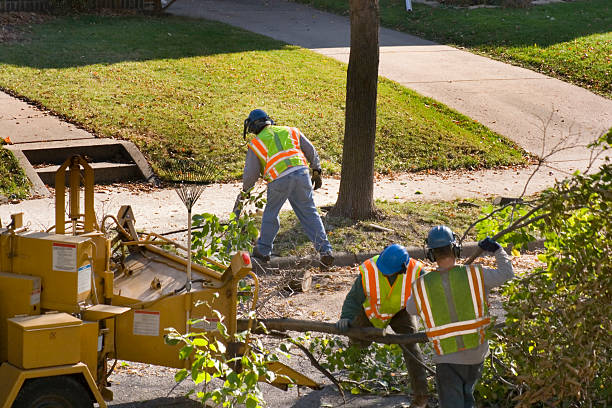 Best Arborist Services Near Me  in Duryea, PA